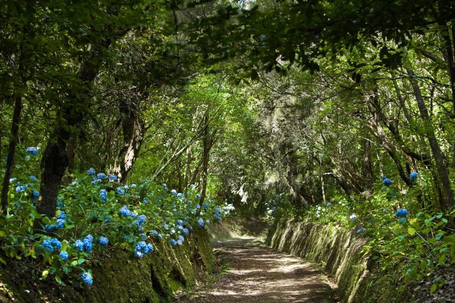 Madeira: Full-Day Laurel Forest Guided Walking Tour - Key highlights you should care about