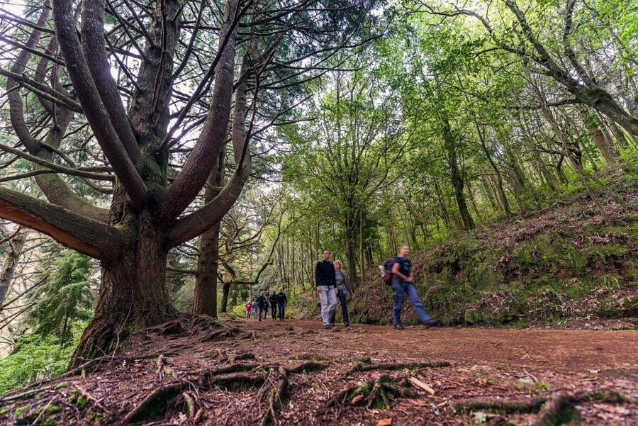 Madeira: Full-Day Laurel Forest Guided Walking Tour - Madeira laurel forest levadas: the walk that feels like stepping into a story