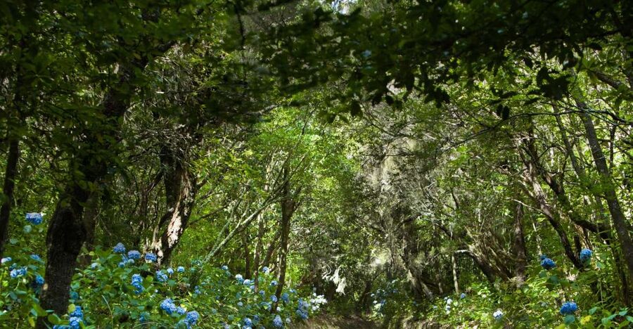 Madeira: Full-Day Laurel Forest Guided Walking Tour - Queimadas Forestry Park hike: the 12 km moderate day with a fairytale start
