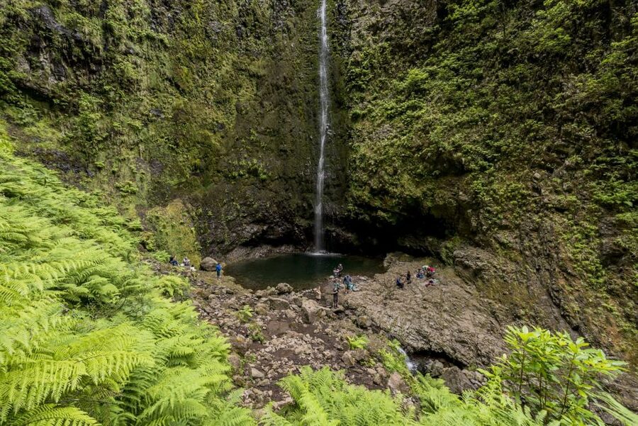 Madeira: Full-Day Laurel Forest Guided Walking Tour - Should you book the Madeira Laurel Forest Guided Walking Tour?