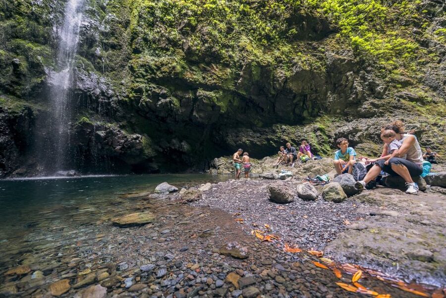 Madeira: Full-Day Laurel Forest Guided Walking Tour - From Funchal pickup to Santana, the van ride that sets expectations