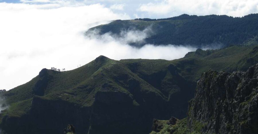 Madeira: Full-Day Pico Ruivo / Achada do Teixeira Walk - Spring Color and Local Plants You Can Actually Spot