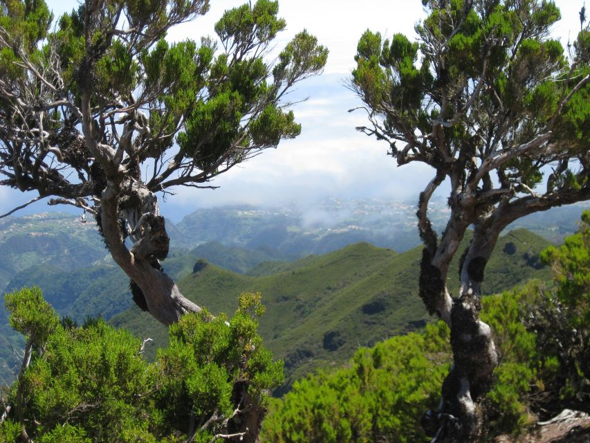 Madeira: Full-Day Pico Ruivo / Achada do Teixeira Walk - The Oldest Heather Forest: Why This Part Feels Special