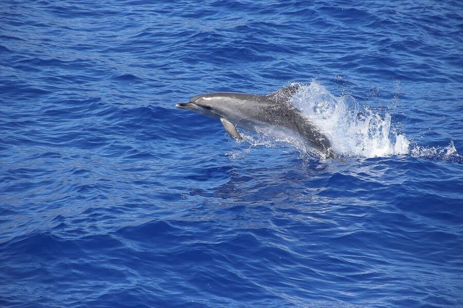 Madeira: Funchal Sunset Tour by Catamaran - FAQ