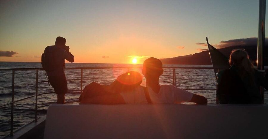 Madeira: Funchal Sunset Tour by Catamaran - Wildlife search: dolphins and whales, plus the free second trip