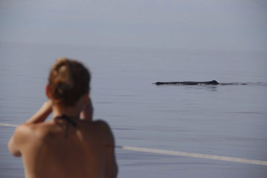 Madeira: Funchal Sunset Tour by Catamaran - Should you book this Funchal sunset catamaran?