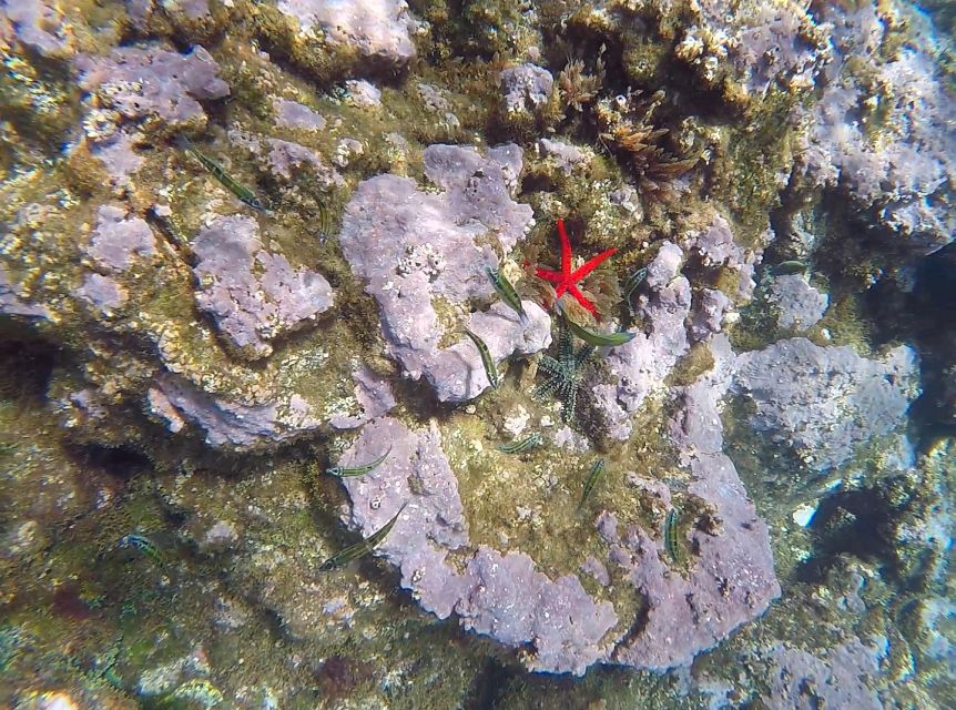 Madeira: Garajau Nature Reserve Kayak and Snorkel Tour - What to bring, so you are not stuck improvising at sea