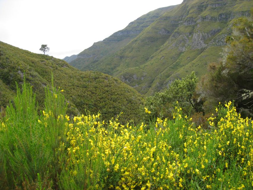 Madeira: Guided Full-Day Rabaçal Walk - Paúl da Serra Down to Rabaçal Guesthouse: Where the Day Starts