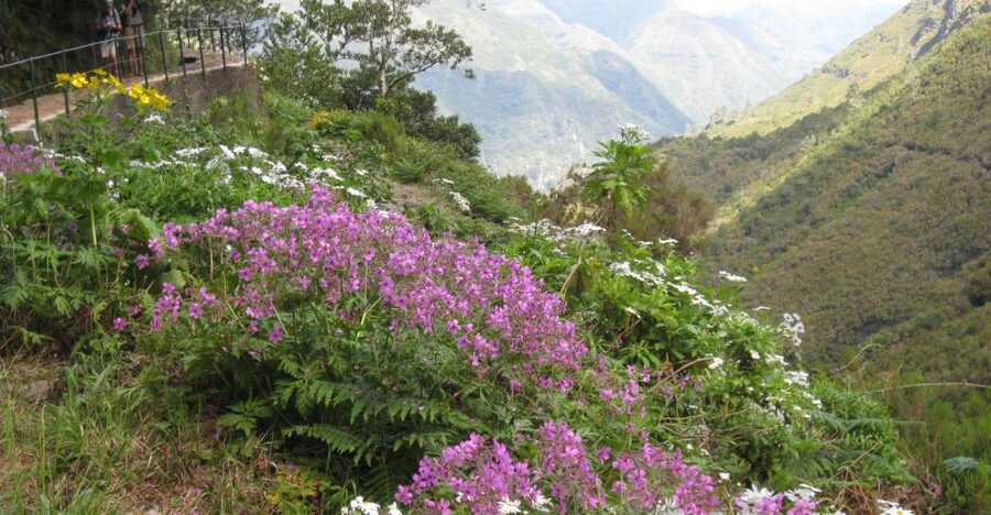 Madeira: Guided Full-Day Rabaçal Walk - The Cliff Lake and the 25 Natural Springs: The Moment You Came For