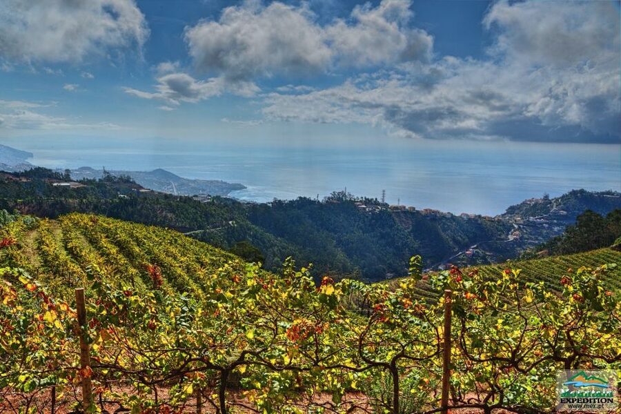 Madeira: Half-Day Nun's Valley and Sea Cliff Tour - What $55 really buys you, and why the value can be solid