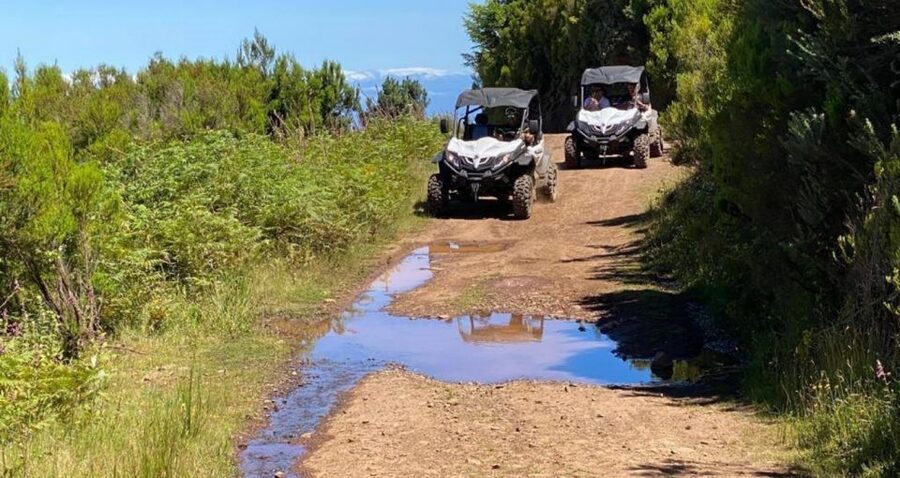 Madeira: Half-Day Off-Road Buggy Tour - The “local taste” stops: poncha, coffee breaks, and quick culture