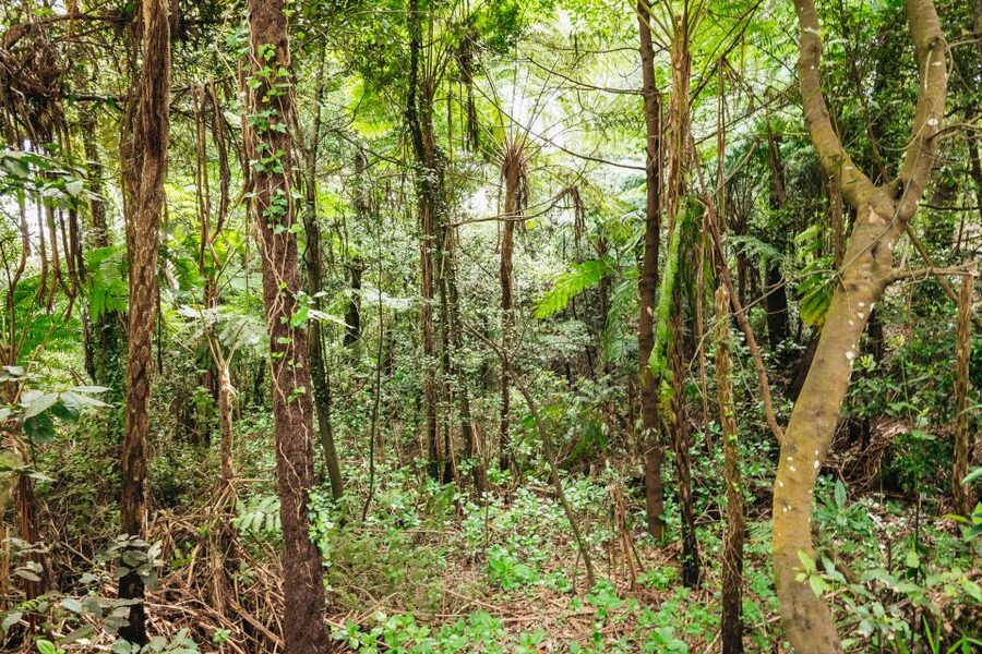 Madeira: Half-Day Pico Areeiro Jeep Tour - Laurissilva Forest in a 4x4: UNESCO time, not a quick photo stop