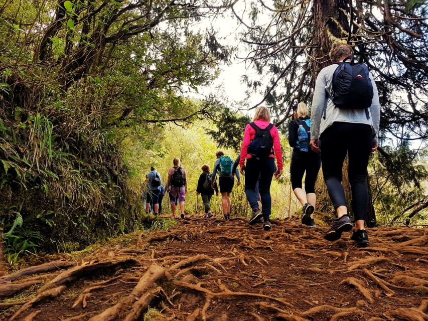Madeira Island: Caldeirão Verde Levada Walk - Nature guide moments that make the hike click