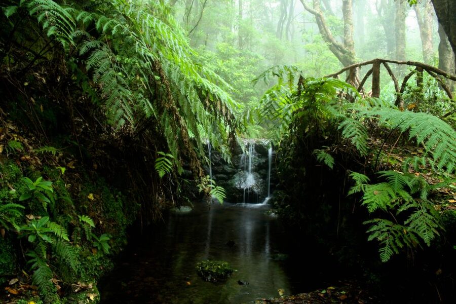 Madeira Island: Caldeirão Verde Levada Walk - How hard is it, really? The 13 km, 75 meters, and timing
