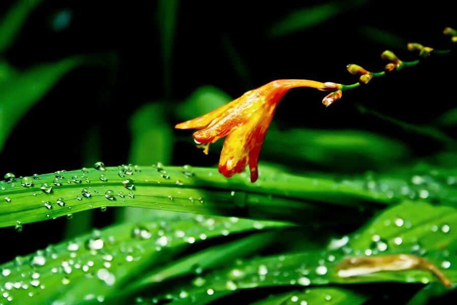 Madeira Island: Caldeirão Verde Levada Walk - Weather and pace: two things to align with before you go