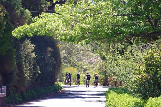Madeira Island Guided Mountain Biking Adventure - Who this is perfect for, and who should skip it