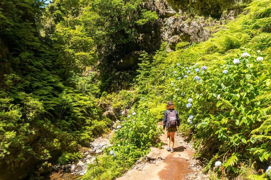 Madeira: Jungle Fever Levada Caldeirao Verde Hike Santana - Levada Caldeirão Verde: a Madeira hike that actually feels like an adventure