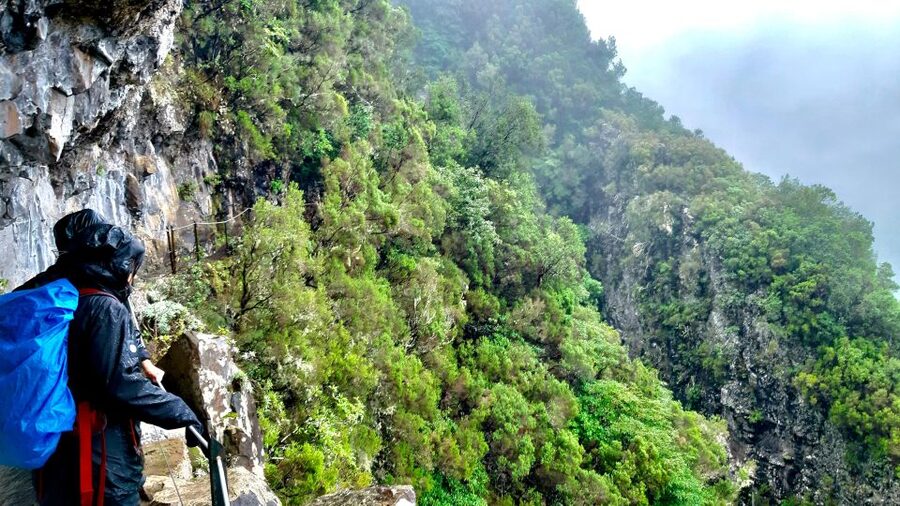 Madeira: Jungle Fever Levada Caldeirao Verde Hike Santana - Price and value: is $74 a good deal for this day?