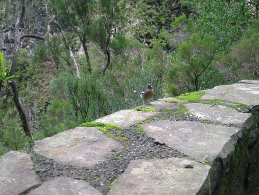 Madeira: Mountain Walk with Lagoon and Waterfalls - Timing, pickup, and the all-day feel up in Madeira mountains