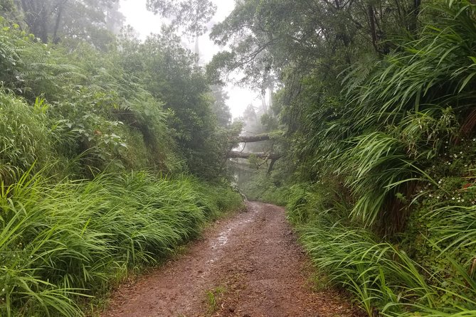 Madeira Off-Road Tours - Private Off-Road Transport From Funchal: Comfort on Narrow Roads