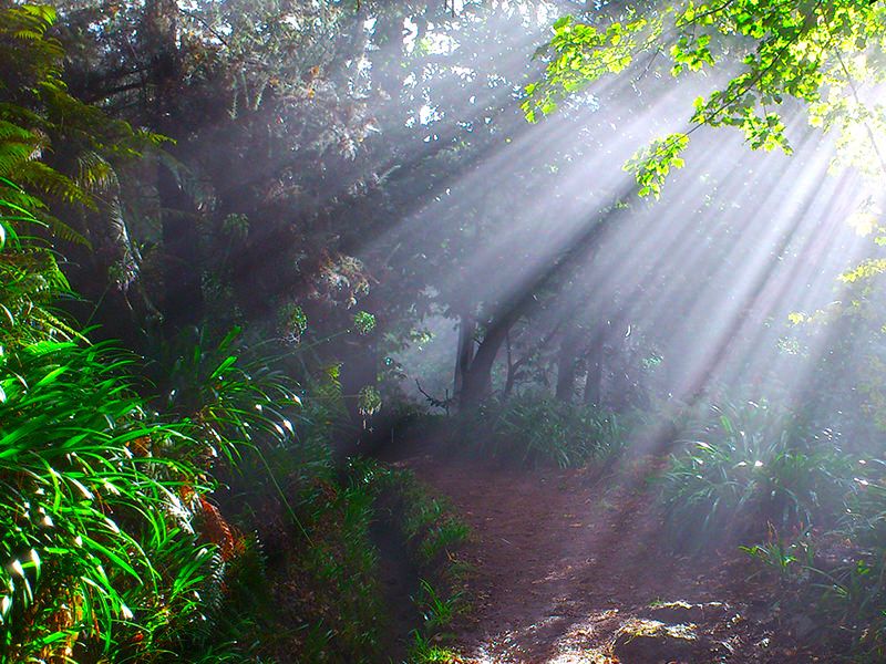 Madeira: Paradise Valley Levada Walk - Key things to know before your Paradise Valley walk