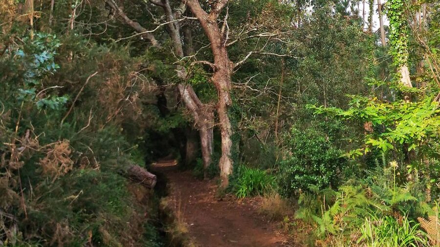 Madeira: Paradise Valley Levada Walk - Who should book this Paradise Valley Levada walk (and who might skip it)