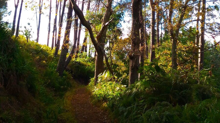 Madeira: Paradise Valley Levada Walk - Flora and fauna spotting, plus what to do with your camera (and your attention)