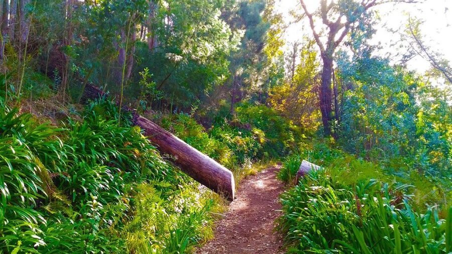 Madeira: Paradise Valley Levada Walk - Price and value: is $38 a fair deal for 4 hours in nature?