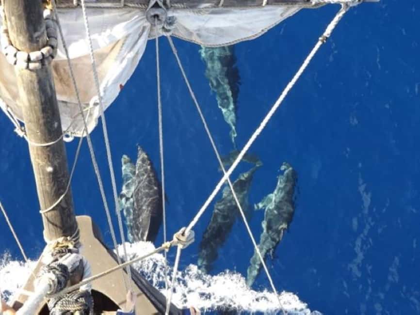Madeira: Pirate Ship Cruise with Wine and Honey Cake Tasting - A 15th-Century Columbus Feeling on Madeira’s Pirate Ship Santa Maria