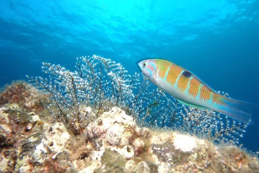 Madeira: Ponta de São Lourenço Shore Dive (certified divers) - Key points worth planning for