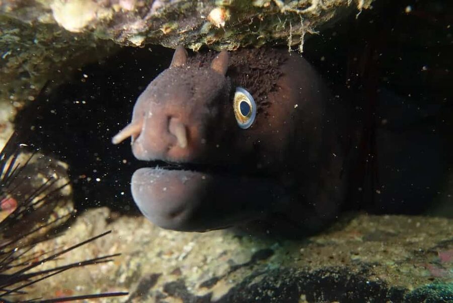 Madeira: Ponta de São Lourenço Shore Dive (certified divers) - Small group size, English guidance, and why that matters under water
