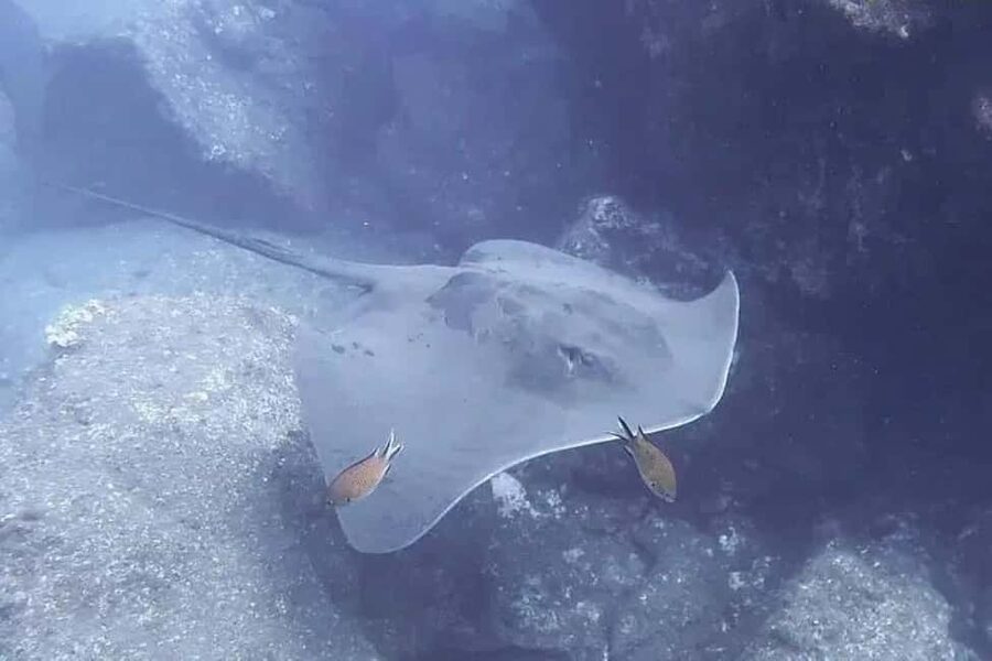 Madeira: Ponta de São Lourenço Shore Dive (certified divers) - Price and value: how $37 fits this Madeira scuba experience
