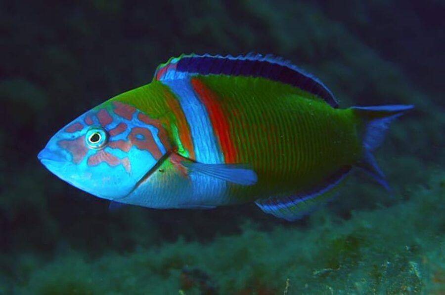 Madeira, Ponta São Lourenço: Scuba Diving for Beginners - Instructors who stay close, even when it is your first time