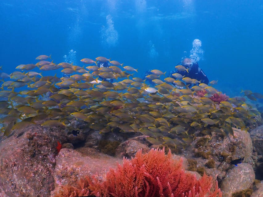 Madeira, Ponta São Lourenço: Scuba Diving for Beginners - A scenic route, plus photos you will want to remember