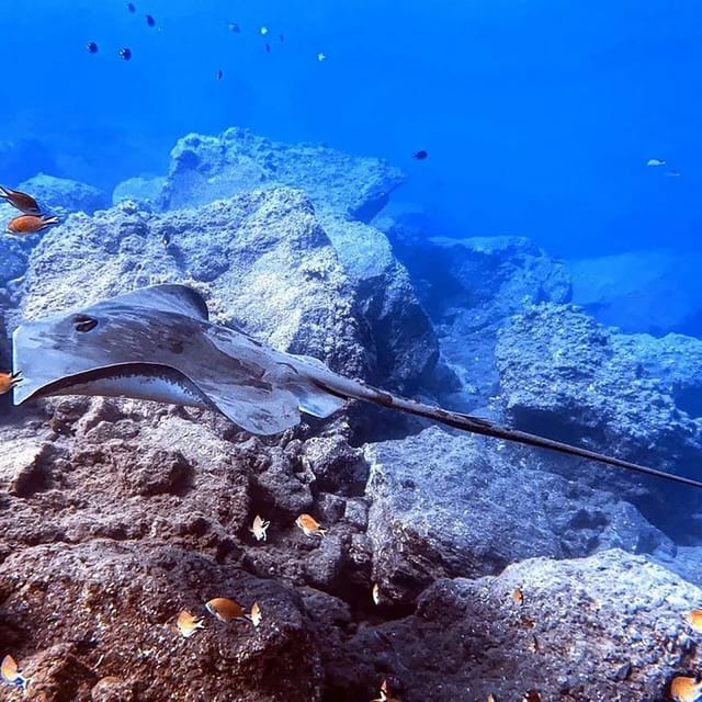 Madeira, Ponta São Lourenço: Scuba Diving for Beginners - Price and value: what $53 includes, and what it does not