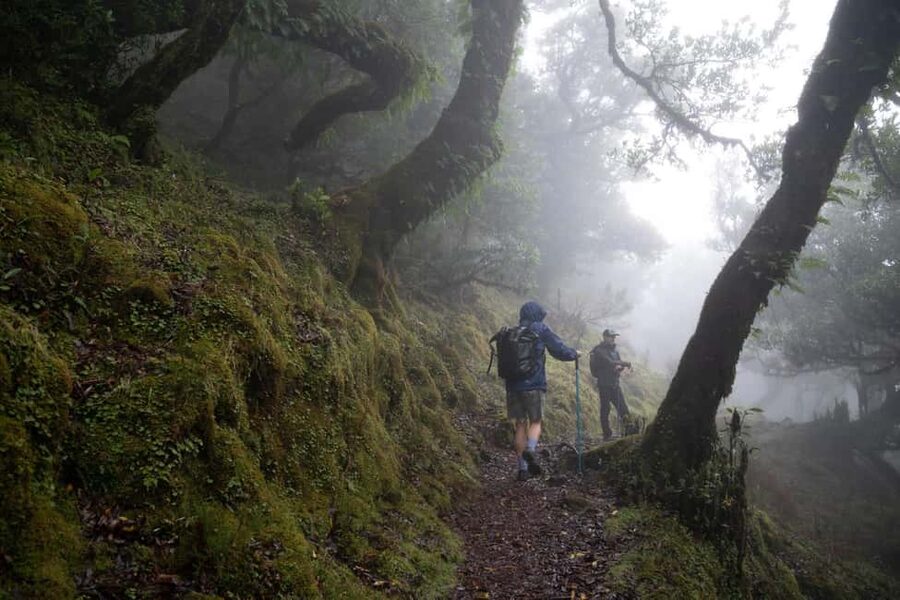Madeira: PR 9 - Levada do Caldeirão Verde Hike Transfer - Following the Laurissilva levadas through tunnels and water