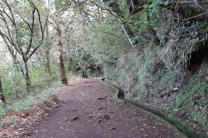 Madeira: Private 1.5-Kilometer Levada dos Balcões Hike PR11 - Ribeiro Frio and the Laurisilva Forest Walk on PR11