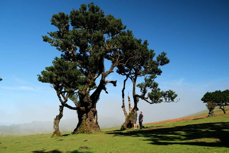 Madeira: PRIVATE 4x4 Jeep Tour - Off-Road Roads and Laurissilva Forest Access: What You Gain