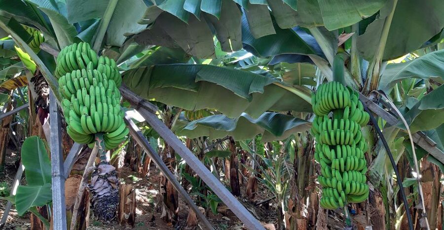 Madeira: Private Banana Farm Tour with Pickup - Key Moments That Make This Tour Work
