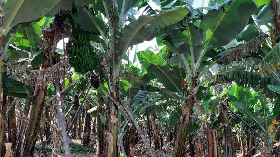 Madeira: Private Banana Farm Tour with Pickup - Why Madeira’s Bananas Are Worth Seeing Up Close