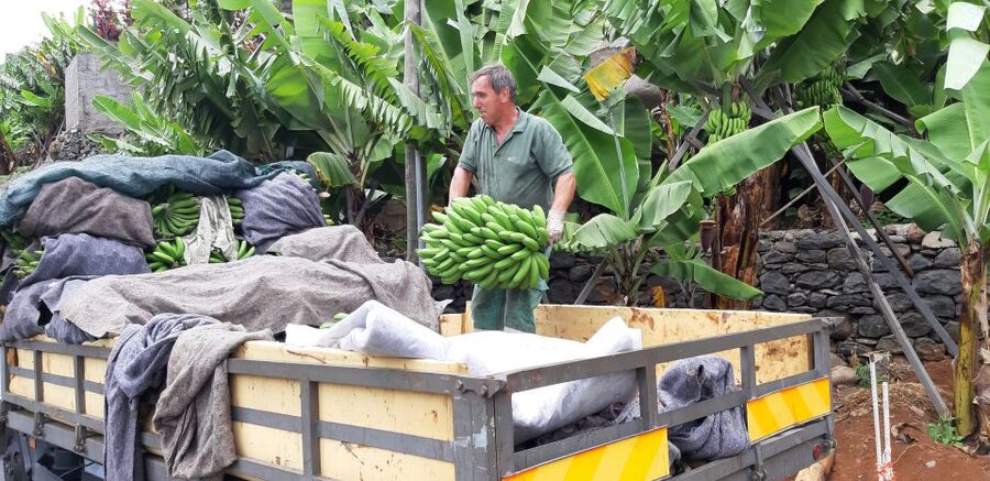 Madeira: Private Banana Farm Tour with Pickup - The RG3 Viewpoint Stop Over Funchal