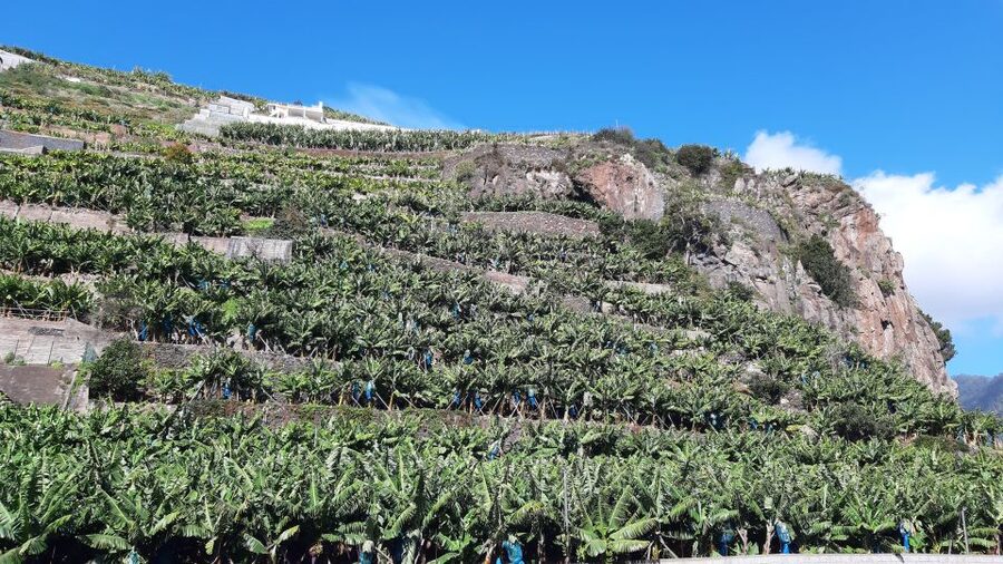 Madeira: Private Banana Farm Tour with Pickup - Understanding Madeira Banana Production, Not Just Plants