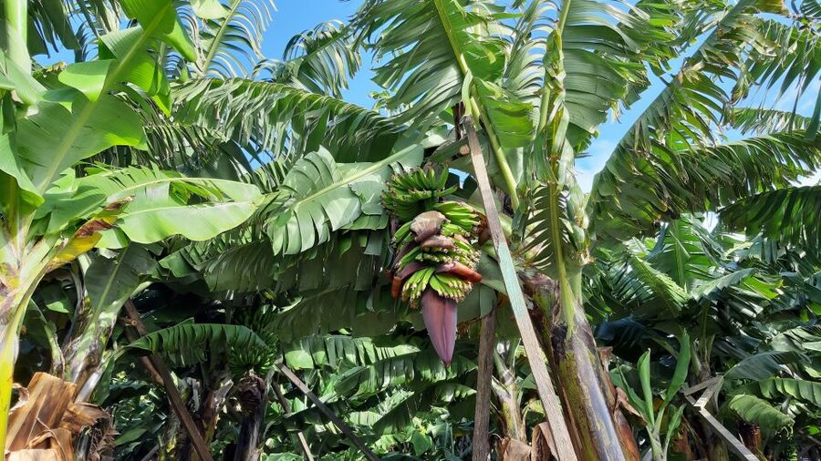 Madeira: Private Banana Farm Tour with Pickup - The Guide Makes the Difference, Especially in Small Tours