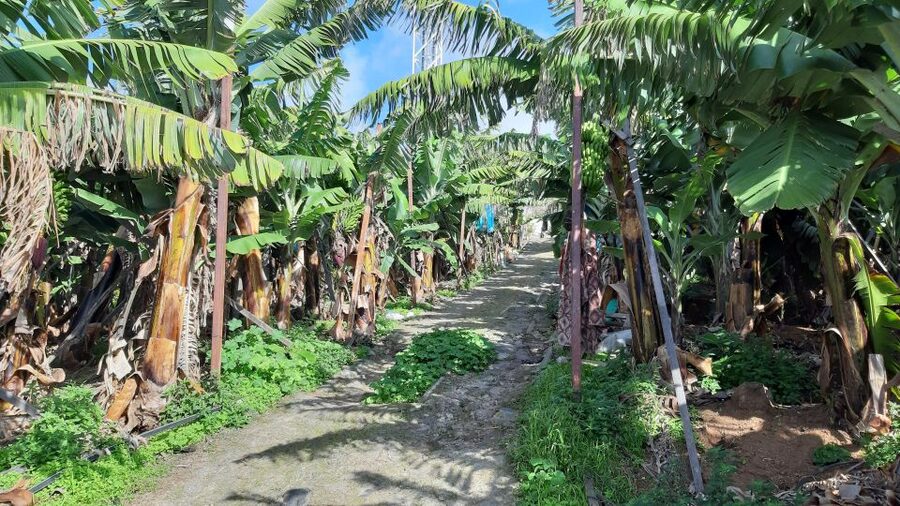Madeira: Private Banana Farm Tour with Pickup - Banana Tasting: The Simple Included Extra