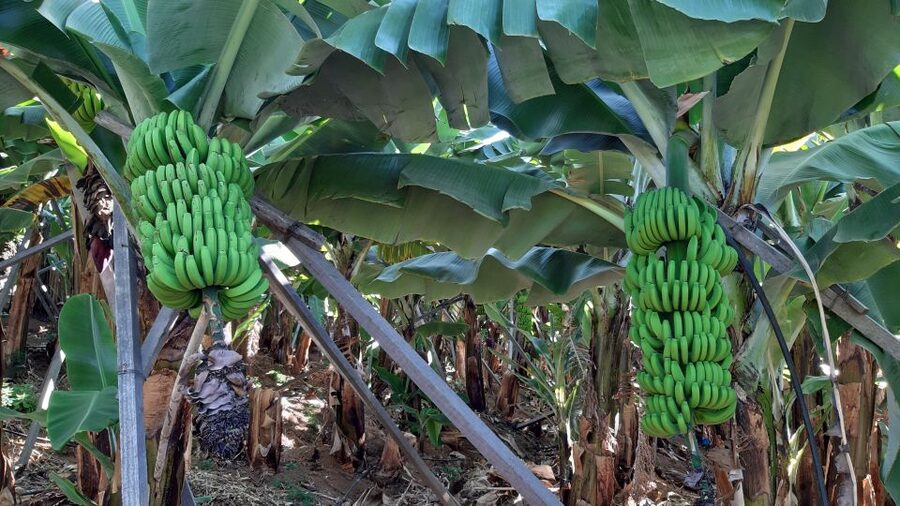 Madeira: Private Banana Farm Tour with Pickup - Pickup, Private Timing, and How the 2.5 Hours Flows