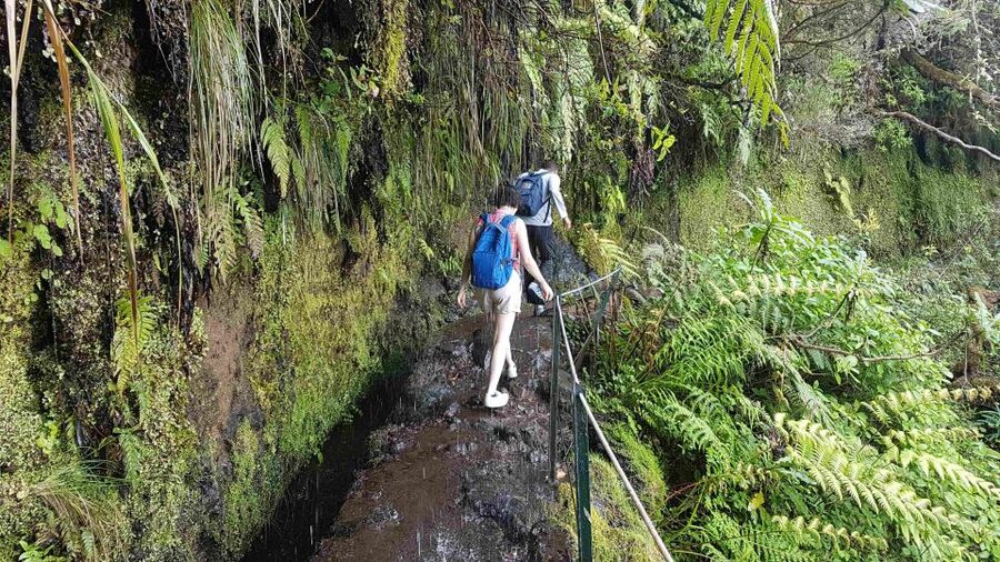 Madeira: Private Guided Levada Caldeirão Verde Walk PR9 - Queimadas’ Fairytale Start and How the Levada Sets the Mood
