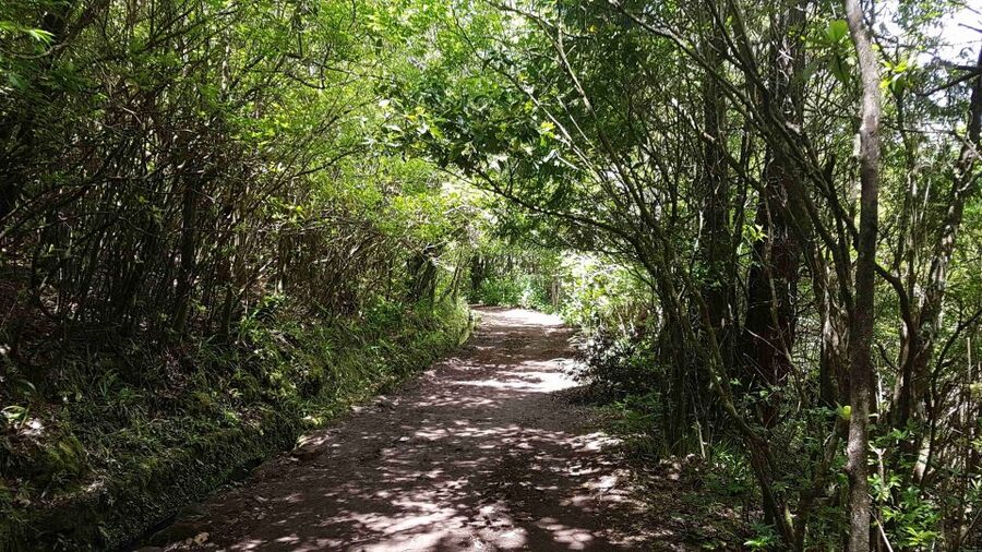 Madeira: Private Guided Levada Caldeirão Verde Walk PR9 - Food, Pace, and a Practical Reality Check on Total Time