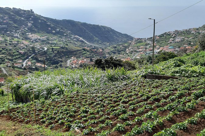 Madeira: Private Guided Levada do Norte Walk - Price and Value: What $108.84 Includes (and What It Doesn’t)