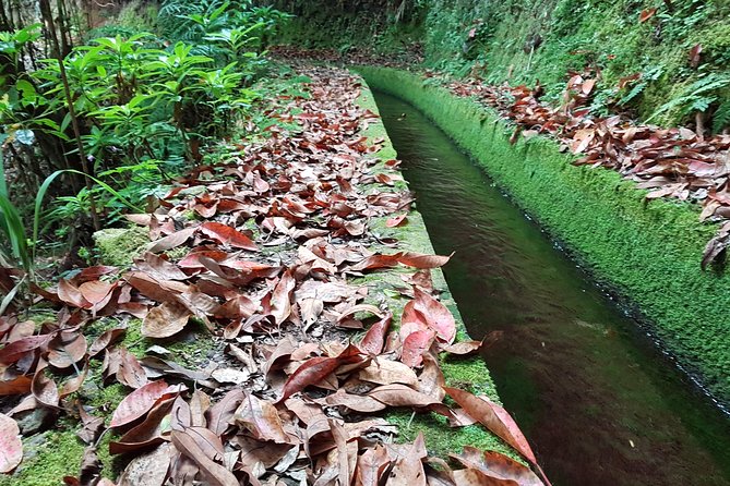 Madeira: Private Guided Levada dos Tornos Boaventura Hike - Packing Smart: Clothing, Shoes, and Staying Comfortable