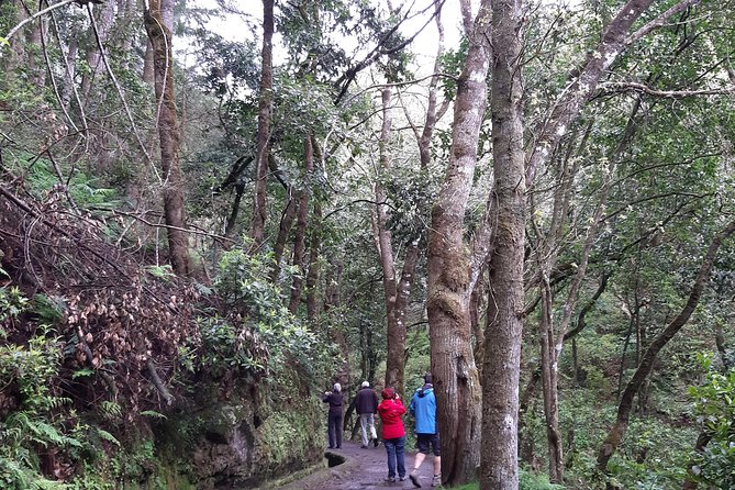 Madeira: Private Guided Tour to Ribeiro Frio and Chão das Feiteiras - What the Private Guide Adds (And Why This Tour Feels Better Than DIY)